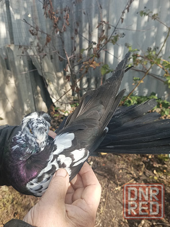 Продам Николаевских голубей Донецк - изображение 1