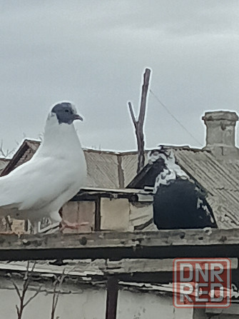 Продам Николаевских голубей Донецк - изображение 3