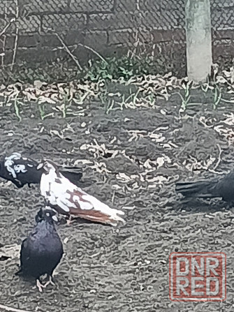 Продам Николаевских голубей Донецк - изображение 2