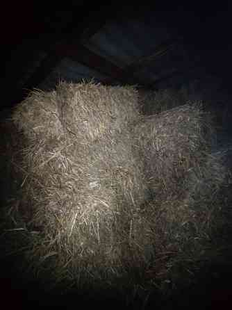 Продам сено. Макеевка