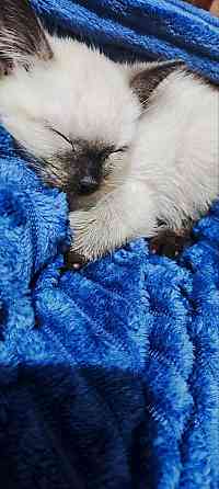 Продам сиамских котят Донецк