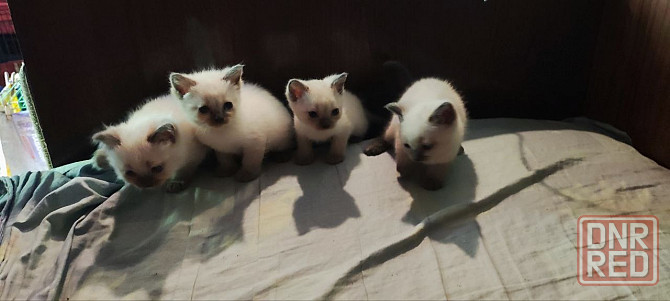 Продам сиамских котят Донецк - изображение 5