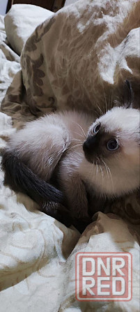 Продам сиамских котят Донецк - изображение 4