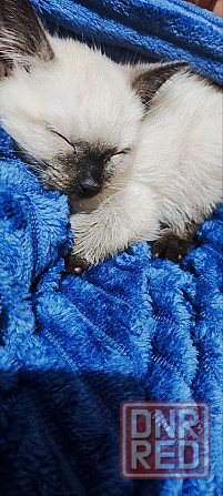 Продам сиамских котят Донецк - изображение 2