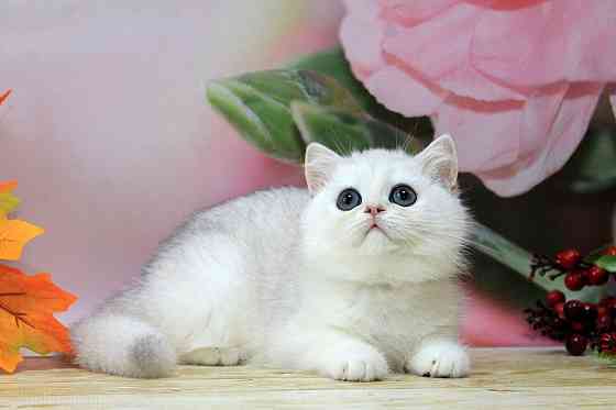 Серебристая шиншилла ,мальчик, вакцинация, документы Макеевка