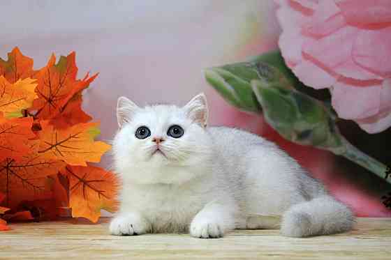 Серебристая шиншилла ,мальчик, вакцинация, документы Макеевка