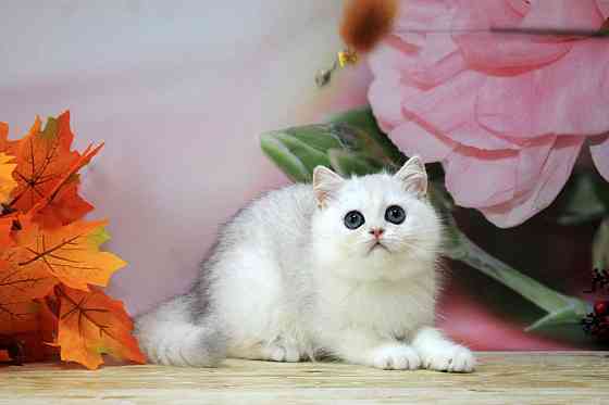 Серебристая шиншилла ,мальчик, вакцинация, документы Макеевка