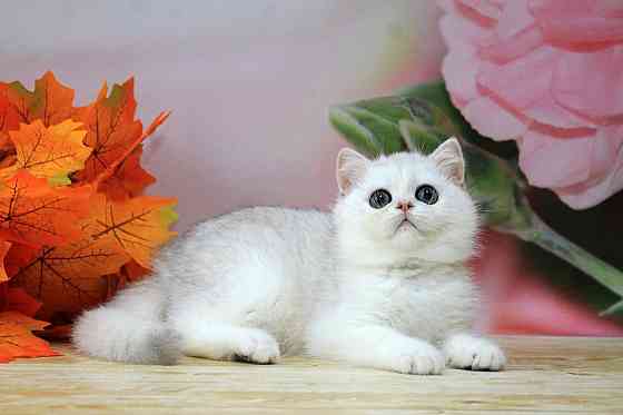 Серебристая шиншилла ,мальчик, вакцинация, документы Макеевка