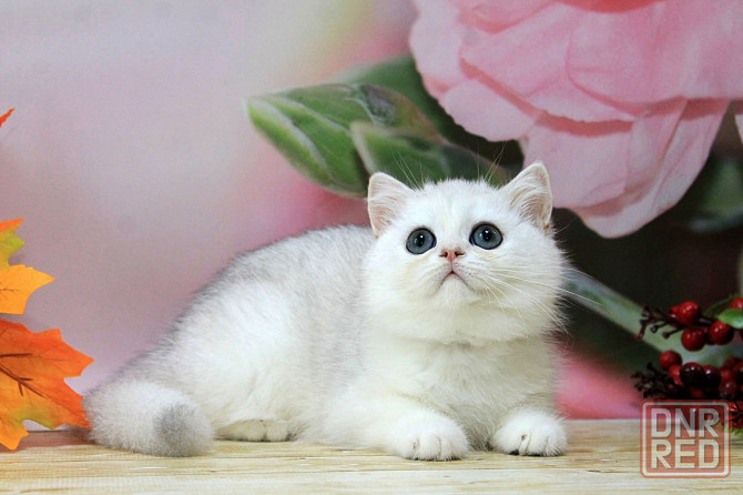 Серебристая шиншилла ,мальчик, вакцинация, документы Макеевка - изображение 2