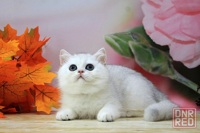 Серебристая шиншилла ,мальчик, вакцинация, документы Макеевка - изображение 5