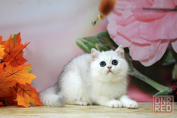 Серебристая шиншилла ,мальчик, вакцинация, документы Макеевка - изображение 4