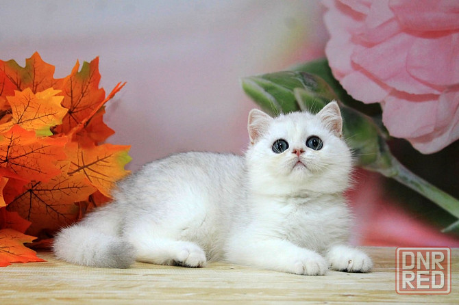 Серебристая шиншилла ,мальчик, вакцинация, документы Макеевка - изображение 3