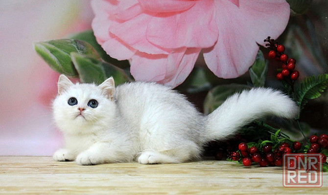 Серебристая шиншилла ,мальчик, вакцинация, документы Макеевка - изображение 1