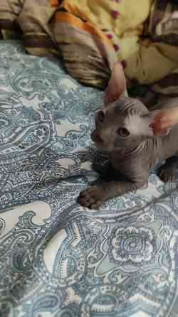 Продам Сфинкс мальчик Донецк