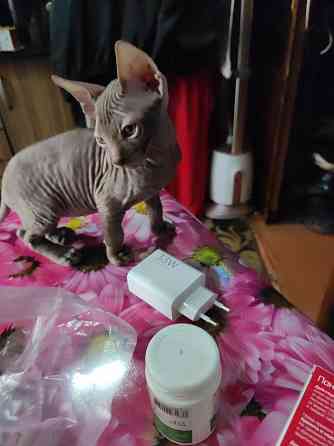 Продам Сфинкс мальчик Донецк