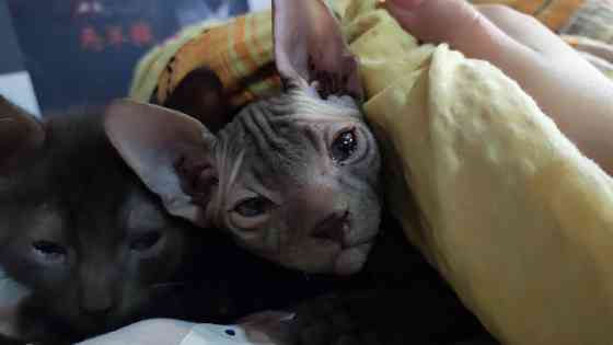 Продам Сфинкс мальчик Донецк