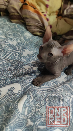 Продам Сфинкс мальчик Донецк - изображение 2