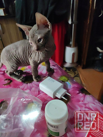 Продам Сфинкс мальчик Донецк - изображение 3