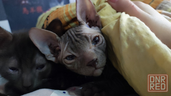 Продам Сфинкс мальчик Донецк - изображение 1