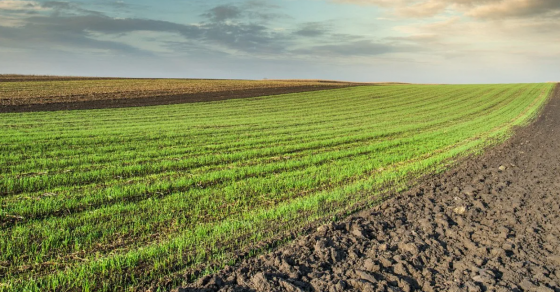 Продается земельный участок Новоазовск