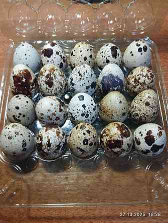 Домашнее, свежее, диетическое перепелиное яйцо 75руб. 10шт. Донецк