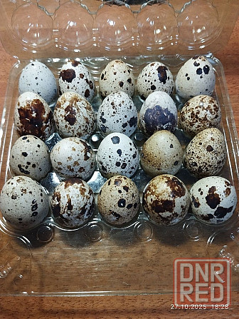 Домашнее, свежее, диетическое перепелиное яйцо 75руб. 10шт. Донецк - изображение 1