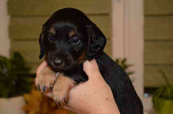 Продам щенков таксы Мариуполь