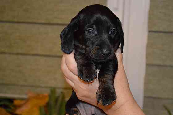 Продам щенков таксы Мариуполь