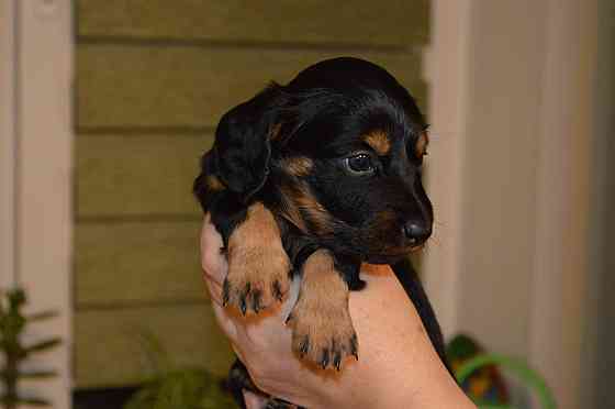 Продам щенков таксы Мариуполь