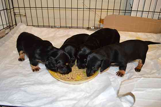 Продам щенков таксы Мариуполь