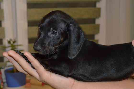 Продам щенков таксы Мариуполь