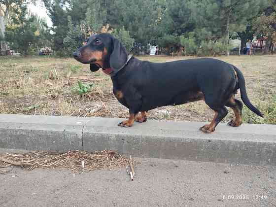 Продам щенков таксы Мариуполь