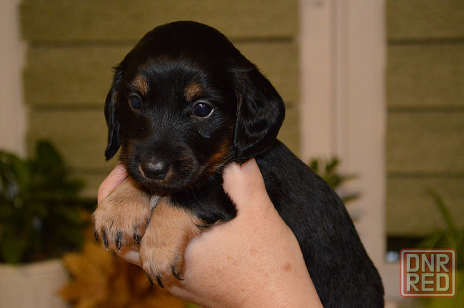 Продам щенков таксы Мариуполь - изображение 1