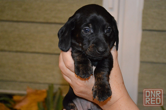 Продам щенков таксы Мариуполь - изображение 3