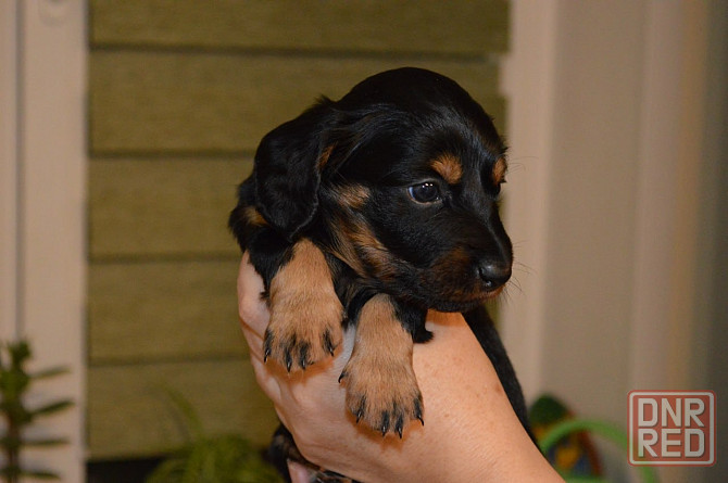 Продам щенков таксы Мариуполь - изображение 2