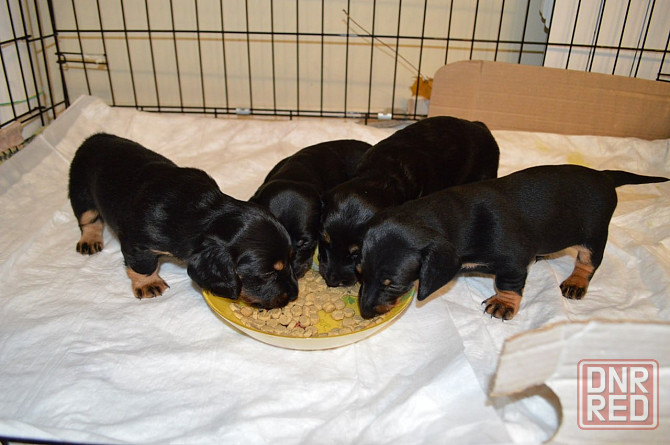 Продам щенков таксы Мариуполь - изображение 4