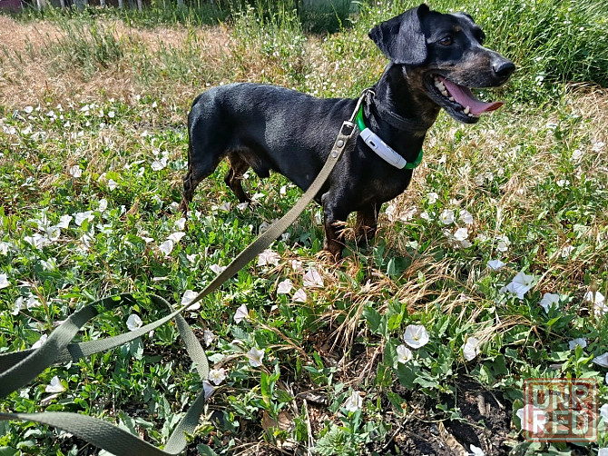 Продам щенков таксы Мариуполь - изображение 6