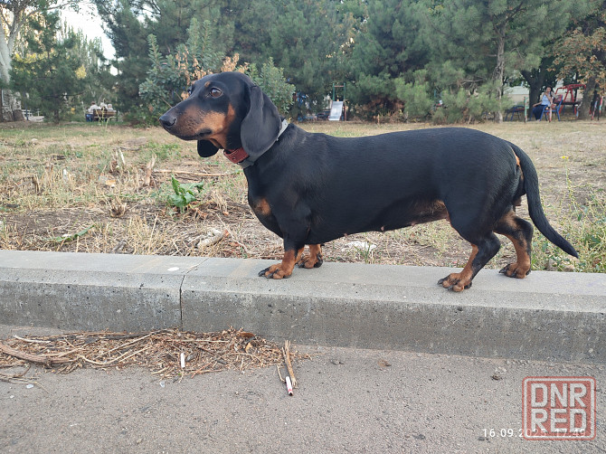 Продам щенков таксы Мариуполь - изображение 5