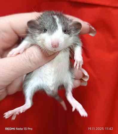 Дамбо Макеевка