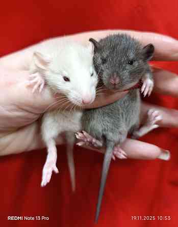 Дамбо Макеевка