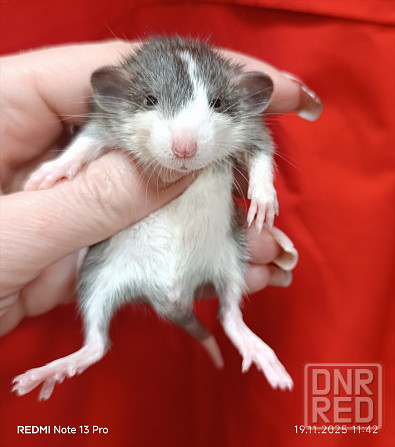 Дамбо Макеевка - изображение 1