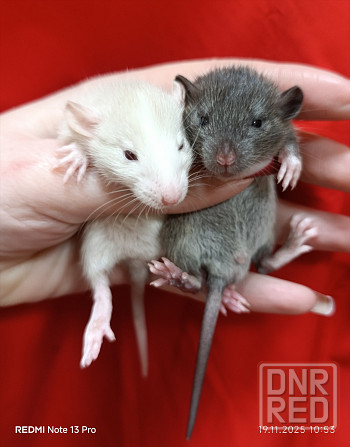 Дамбо Макеевка - изображение 3