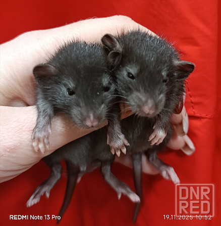 Дамбо Макеевка - изображение 4