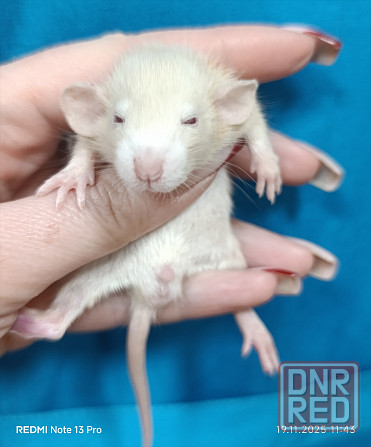 Дамбо Макеевка - изображение 2