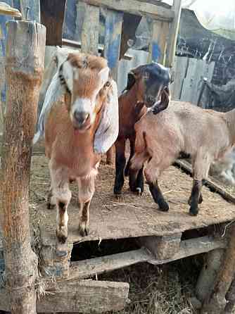 Англо-Нубийские козлята - ваш источник целебного молока! Донецк