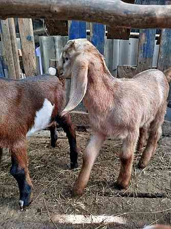 Англо-Нубийские козлята - ваш источник целебного молока! Донецк