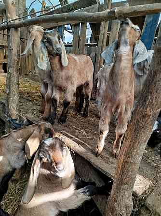 Англо-Нубийские козлята - ваш источник целебного молока! Донецк