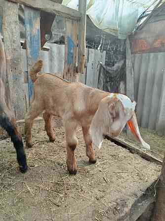 Англо-Нубийские козлята - ваш источник целебного молока! Донецк