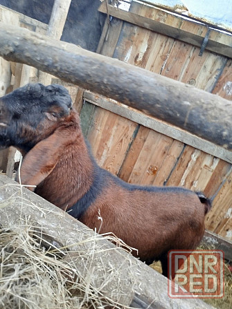 Англо-Нубийские козлята - ваш источник целебного молока! Донецк - изображение 8