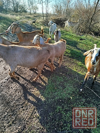 Англо-Нубийские козлята - ваш источник целебного молока! Донецк - изображение 7